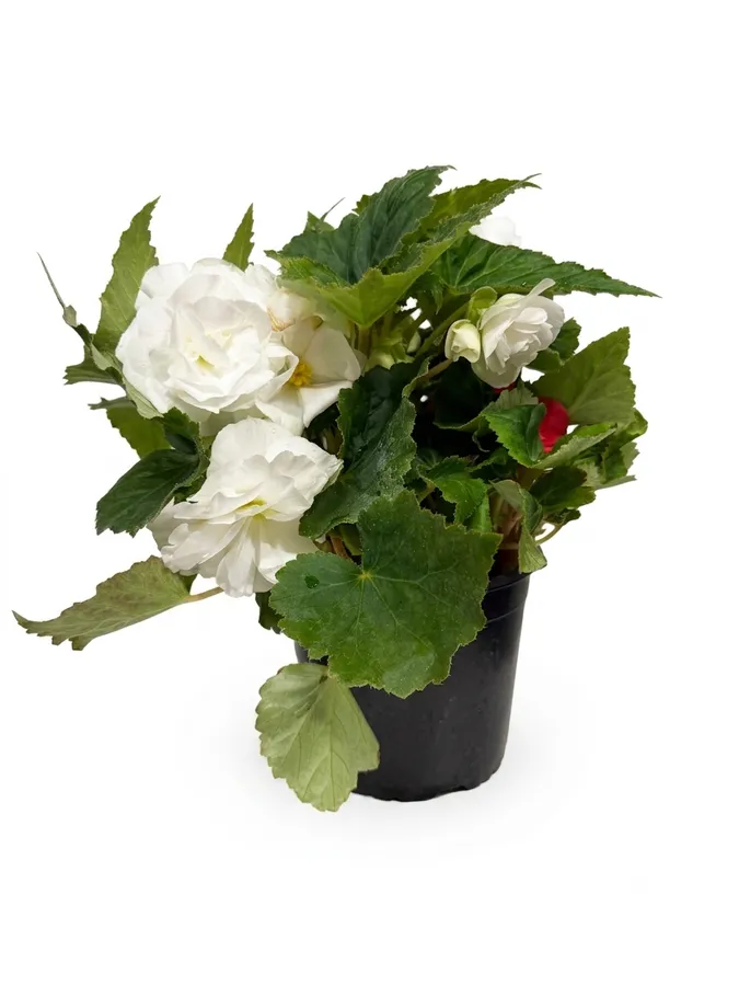 Lule Begonia (e bardhë)