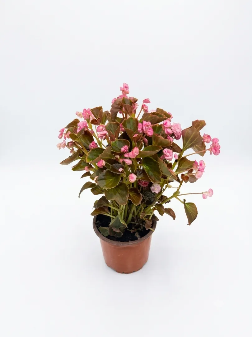 Lule Begonia (rozë, gjethe bronzi)