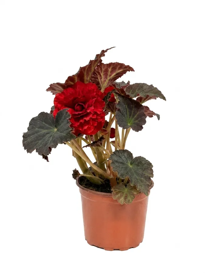 Lule Begonia (e kuqe)