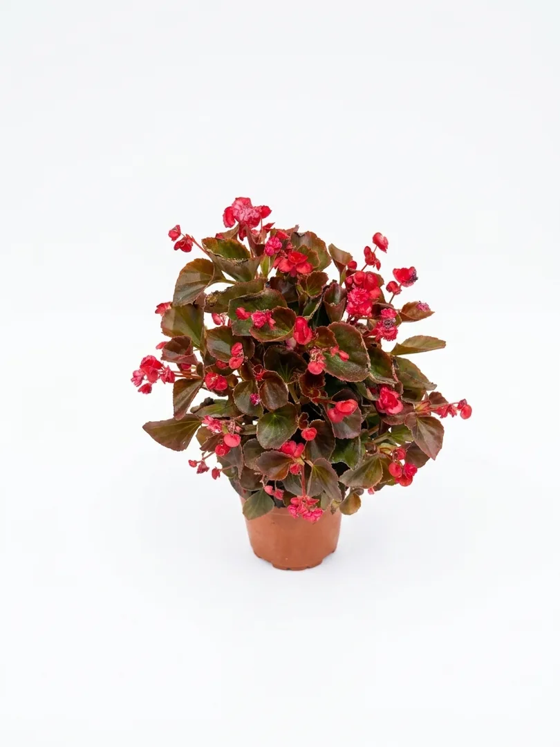 Lule Begonia (e kuqe, gjethe bronzi)