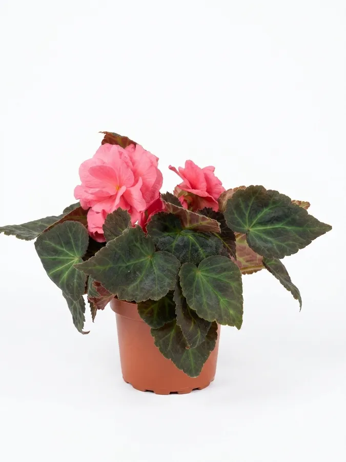 Lule Begonia (rozë)
