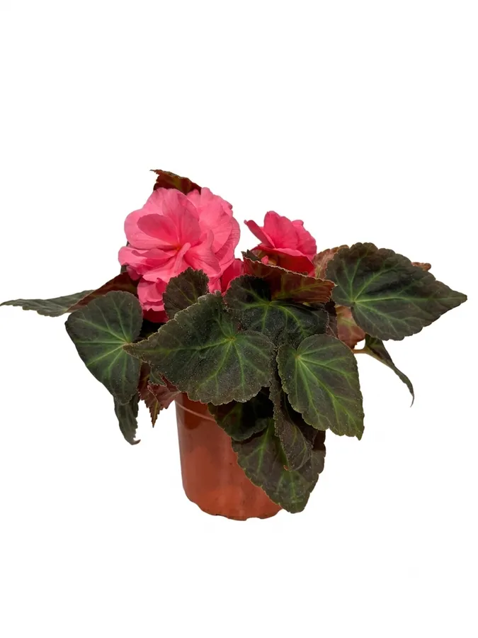 Lule Begonia (rozë) 2