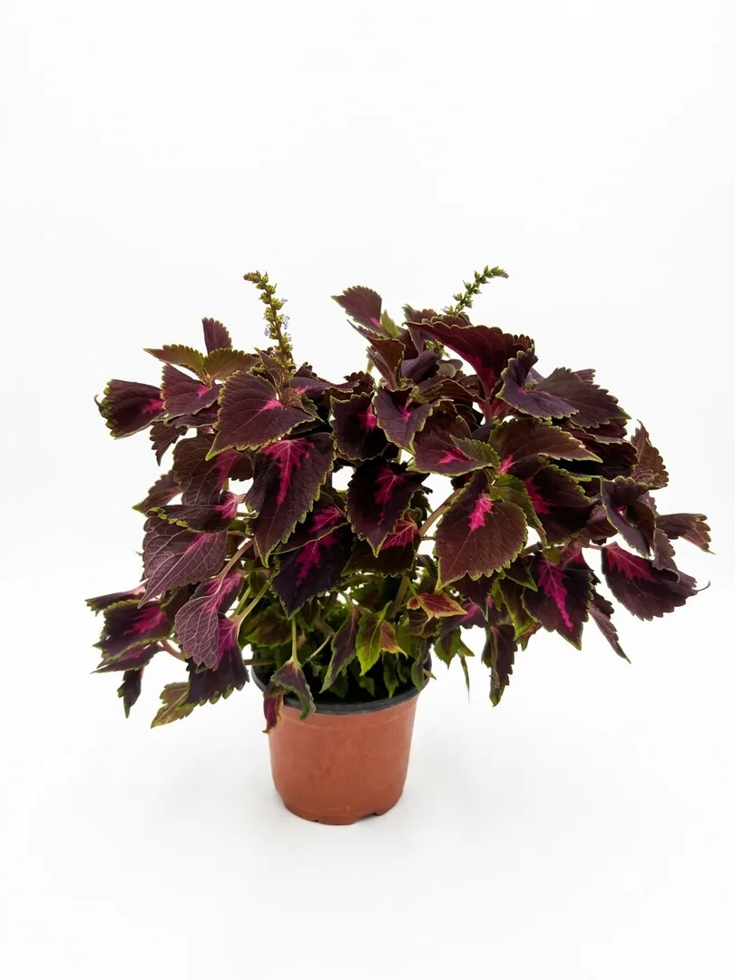 Coleus (gjethe dekorative)