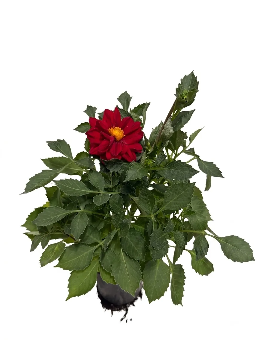 Dahlia (e kuqe)