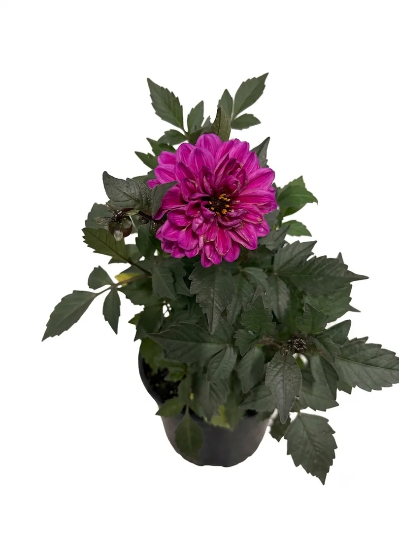 Dahlia (magenta)