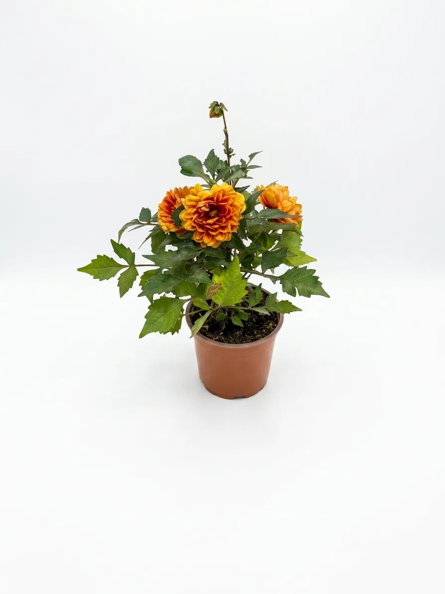 Dahlia (portokalli)