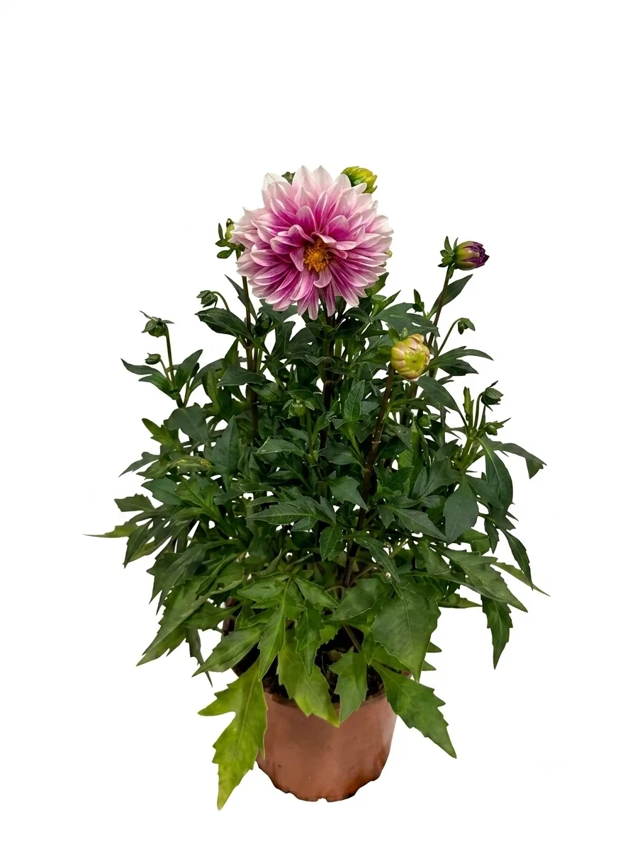 Dahlia (rozë me buzë të bardha)