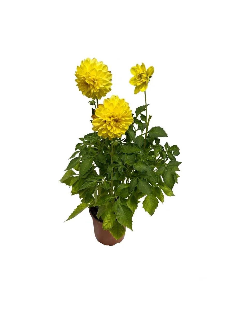Dahlia (e verdhë)