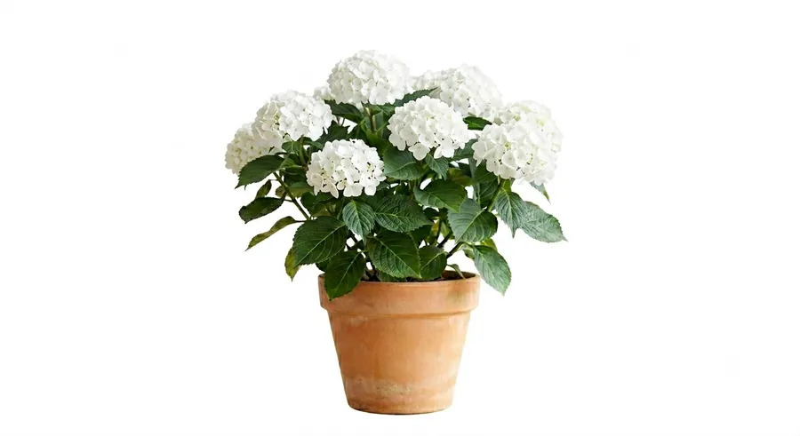 Lule Topi / Hortensia (e bardhë)