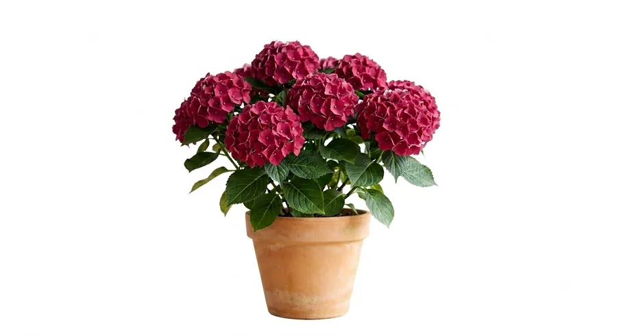Lule Topi / Hortensia (rozë e errët)