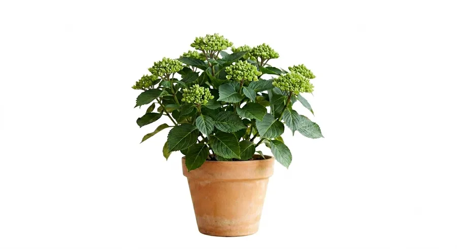 Lule Topi / Hortensia (e pa lulëzuar)