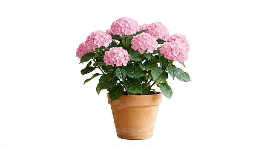 Lule Topi / Hortensia (rozë)