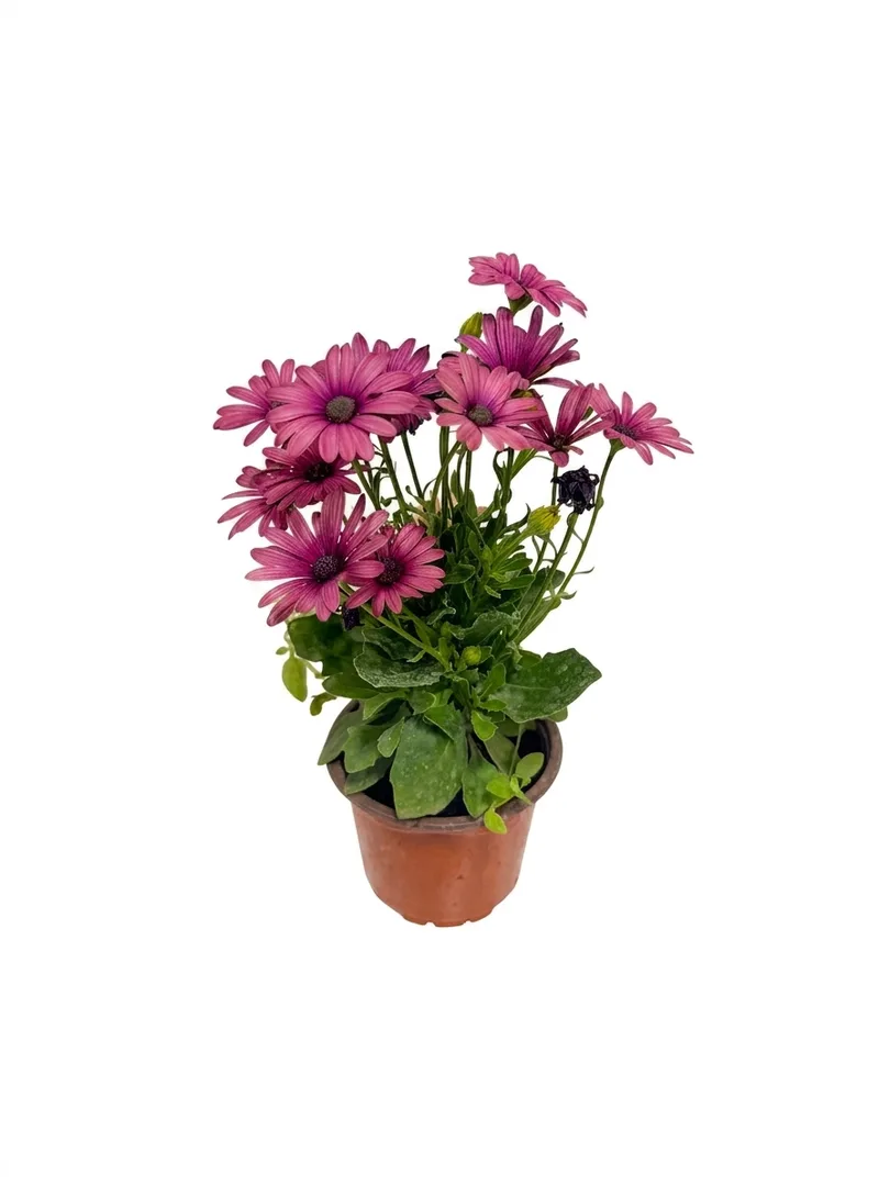 Margaritë afrikane (magenta)