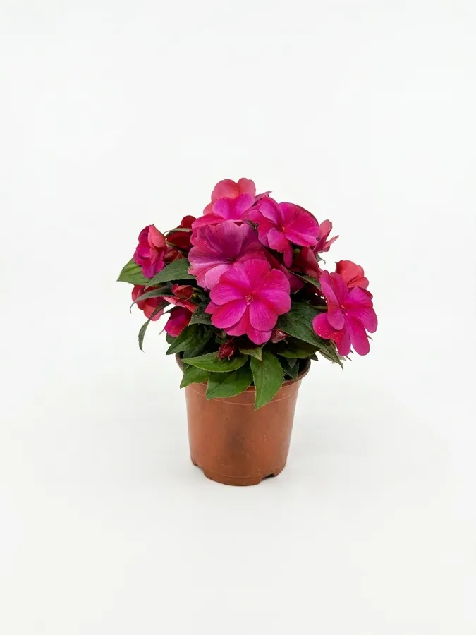 Lule New Guinea (fuksia)