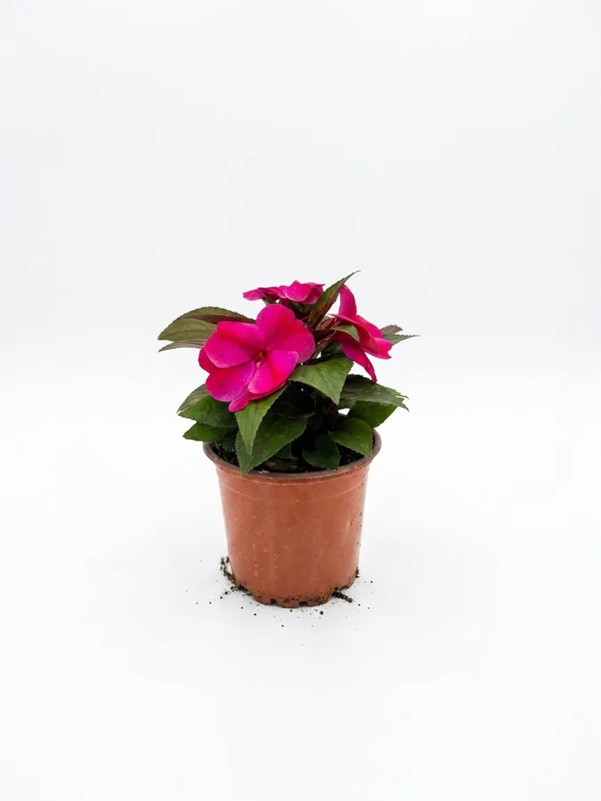 Lule New Guinea (fuksia) 2