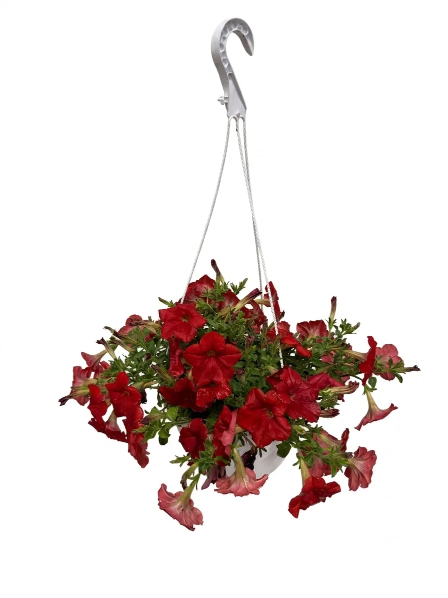 Petunia varëse (e kuqe e errët)