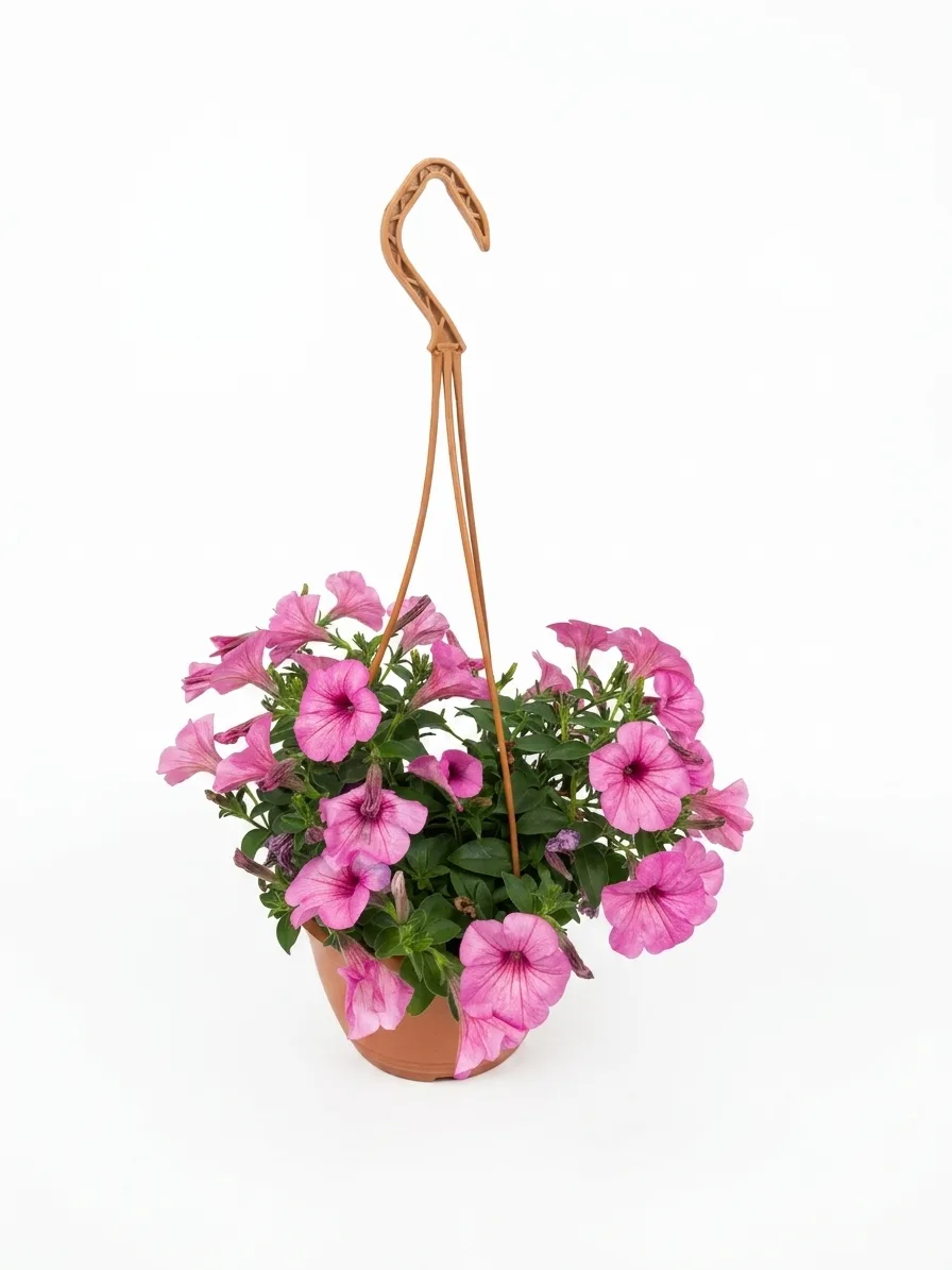 Petunia varëse (rozë)